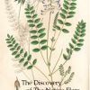 The Discovery of the Native Flora of Britain & Ireland
