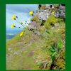 Atlas of British and Irish Hawkweeds. 2nd edition