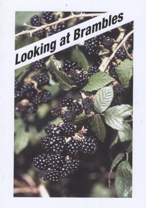 Looking at Brambles