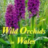 Wild Orchids in Wales
