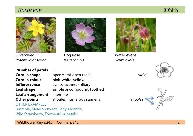 Pocket Guide to Wildflower Families from Summerfield Books