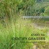 Start to Identify Grasses 2nd edition