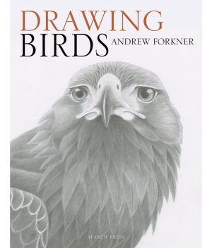 Drawing Birds