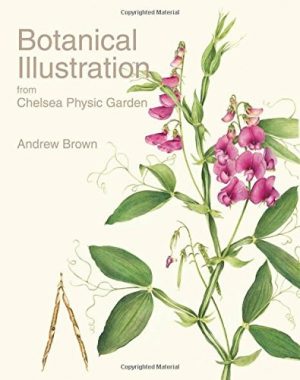 Botanical Illustration from Chelsea Physic Garden