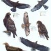Guide to British Birds of Prey  FSC fold out chart