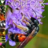 The Bees of Norfolk