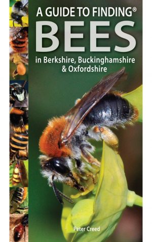 A Guide to Finding Bees in Berkshire, Buckinghamshire & Oxfordshire