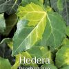 RHS Hedera: The Complete Guide