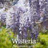Wisteria: The Complete Guide