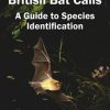 British Bat Calls: A Guide to Species Identification
