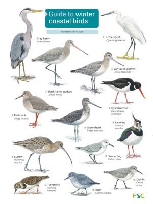 Winter coastal birds