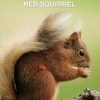 Belinda. The Forest How Red Squirrel