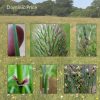 A Field Guide to Grasses, Sedges and Rushes, A5 ringbound