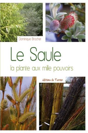 Le Saule. La plante aux mille pouvoirs