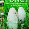 A guide to finding grassland fungi book cover