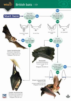 A guide to British Bats - Field Studies Council fold out chart