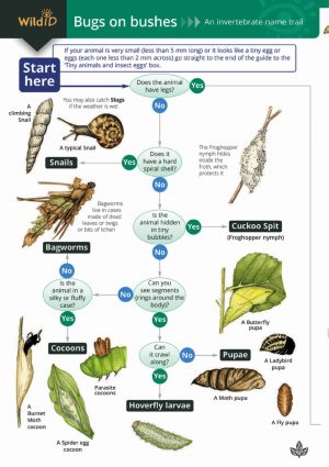 Bugs on bushes - Field Studies Council fold out chart