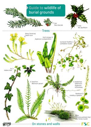 Guide to wildlife of burial grounds