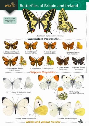 Butterflies of Britain and Ireland FSC Identification Chart