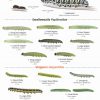 Caterpillars Identification Chart