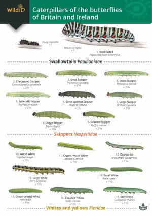 Caterpillars Identification Chart