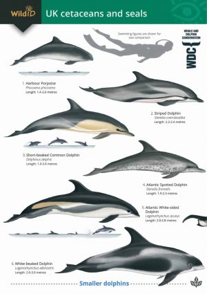 Guide to the UK Cetaceans and seals  FSC fold out chart