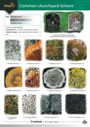 Guide to common churchyard lichens - Field Studies Council fold out chart