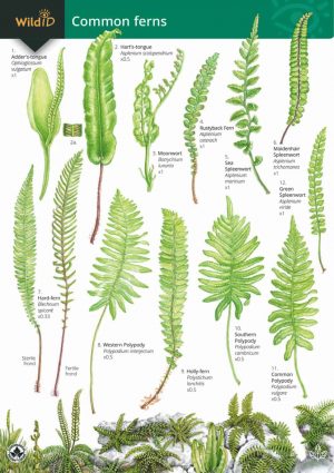 Guide to common ferns - Field Studies Council fold out chart