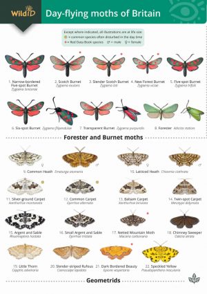 Guide to Day-flying Moths - Field Studies Council fold out chart
