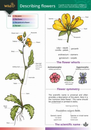 Describing Flowers -  FSC fold out chart