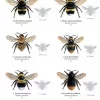 Bees of Britain  FSC fold out chart