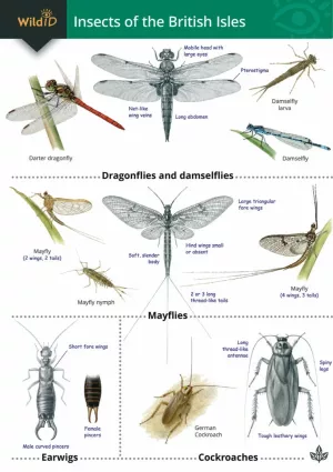 Insects of the British Isles  FSC fold out chart