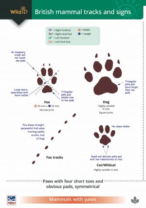 British mammal tracks and signs  FSC fold out chart