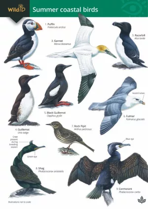Summer coastal birds FSC fold out chart