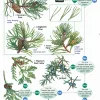 The tree name trail - Field Studies Council fold out chart