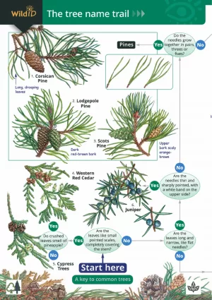 The tree name trail - Field Studies Council fold out chart