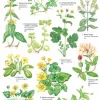 Guide to Woodland Plants