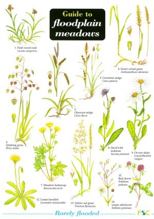Guide to Floodplain Meadows
