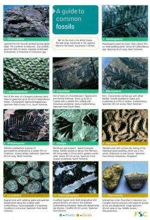 A guide to common fossils - Field Studies Guide fold out chart