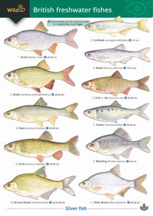 Guide to British Freshwater Fishes  FSC fold out chart