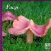Front cover of Fungi: Naturally Scottish