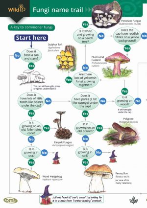 The fungi name trail: A key to commoner fungi - Field Studies Council fold out chart