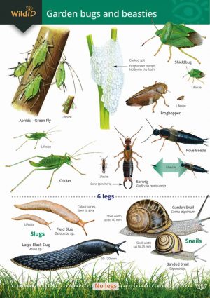 Garden bugs and beasties: Field Studies Council fold-out chart OP162