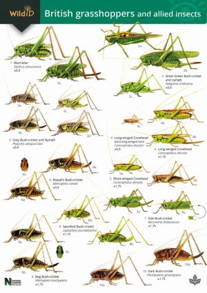 Guide to British Grasshoppers and allied insects  FSC fold out chart