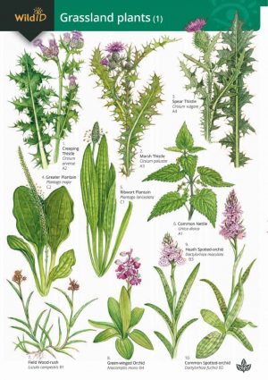 Guide to grassland plants 1 - Field Studies Council fold out chart