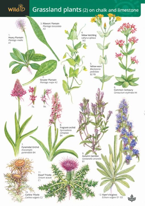 Guide to grassland plants 2 (chalk and limestone)- Field Studies Council fold out chart