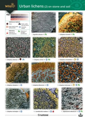 Guide to common urban lichens 2 (on stone and soil) - Field Studies Council fold out chart