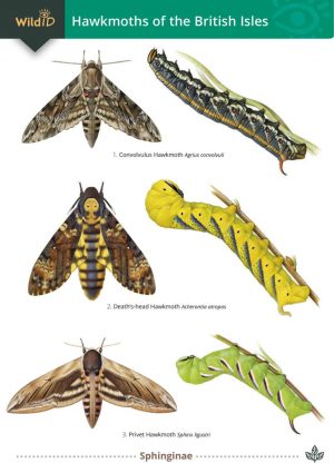 Guide to the Hawkmoths of the British Isles  FSC fold out chart
