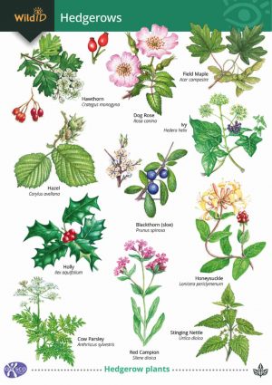 A Guide to Hedgerows - Field Studies Council fold out chart