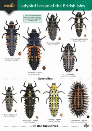 Guide to the Ladybird Larvae of the British Isles - FSC Fold out chart
